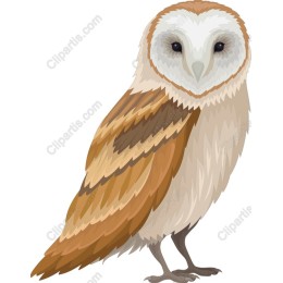 Barn Owl