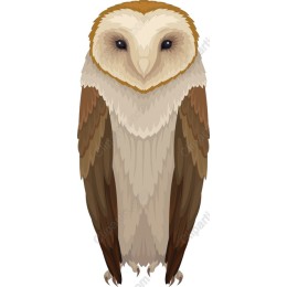 Barn Owl