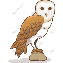 Charming Barn Owl