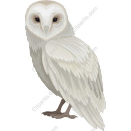 Barn Owl