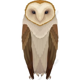 Barn Owl