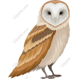 Barn Owl