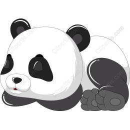 Adorable Sleeping Panda