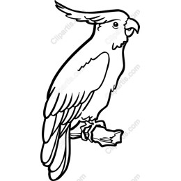 Elegant Parrot Drawing in and