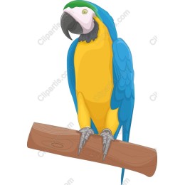 Vibrant Blue and Yellow Macaw