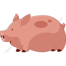 Cute Pig