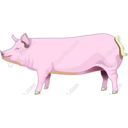 Playful Pink Pig