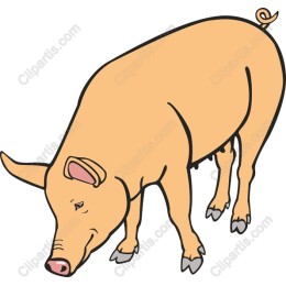 Charming Cartoon Pig