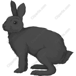 Black Rabbit