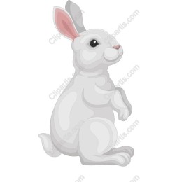 Cute Fluffy Rabbit