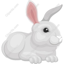Charming White Rabbit