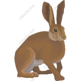 Charming Brown Hare