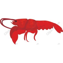 Red Shrimp