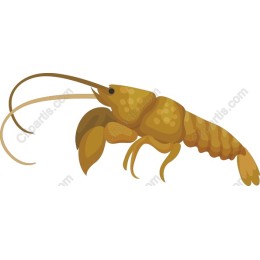 Golden Lobster