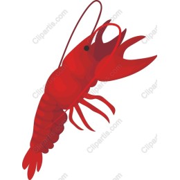 Vibrant Red Shrimp
