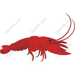 Vibrant Red Lobster