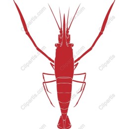 Red Shrimp