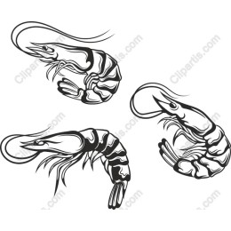Shrimp Collection