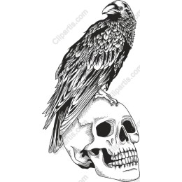Raven on Skull