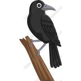 Charming Black Bird