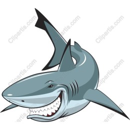 Playful Shark