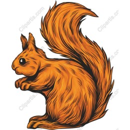 Charming Squirrel