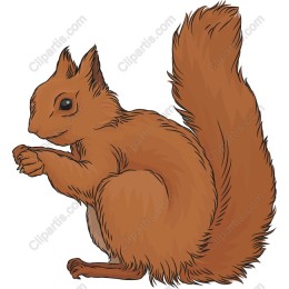 Charming Brown Squirrel