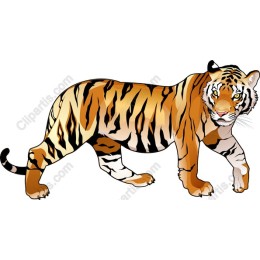 Majestic Tiger