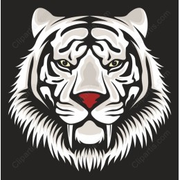 Majestic White Tiger