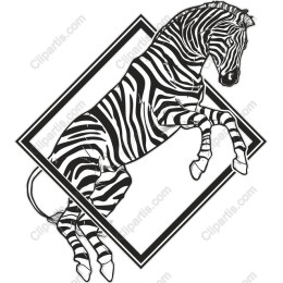 Dynamic Leaping Zebra