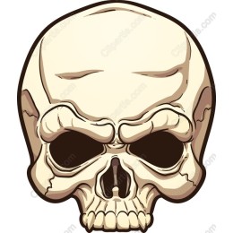 High-Quality Skull