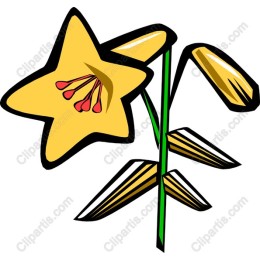 Yellow Star Lily