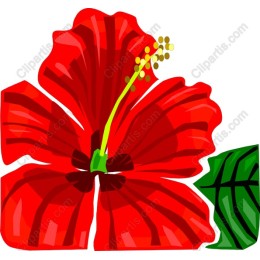 Vibrant Red Hibiscus Flower