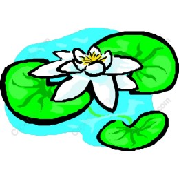 Lily Pad Bliss