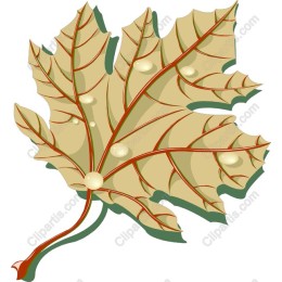 Maple Leaf
