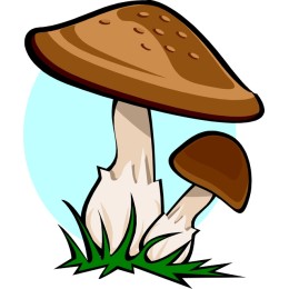 Charming Mushroom