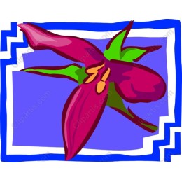 Vibrant Magenta Flower