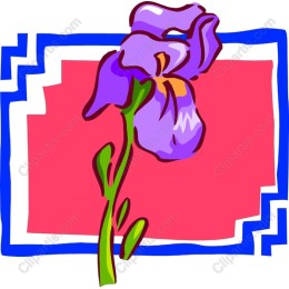 Vibrant Iris