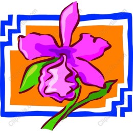 Vibrant Pink Orchid
