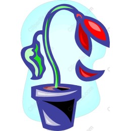 Wilting Flower in Pot