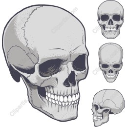 Anatomical Skull