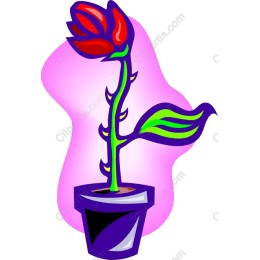Vibrant Flower in Pot