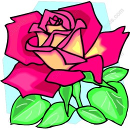 Vibrant Rose