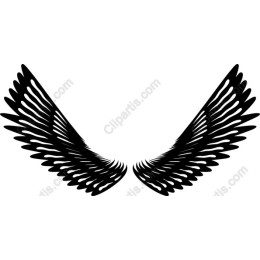 Elegant Black Wings