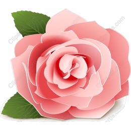 Pink Rose