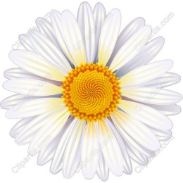 Daisy Flower