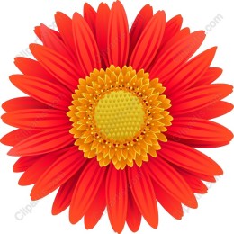Vibrant Red Flower