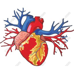 Vivid Human Heart
