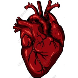 Human Heart