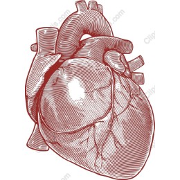 Intricate Human Heart